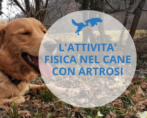 il mio cane ha l'artrite che movimenti può fare