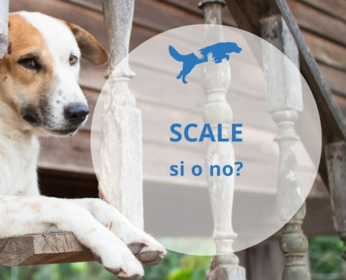 scale per il cane si o no?