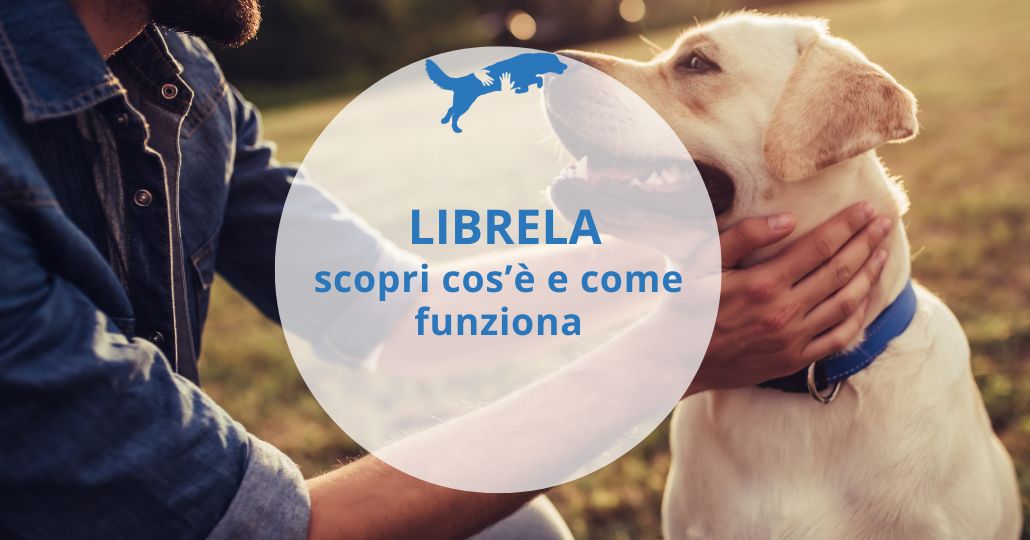 proprietario che accarezza il suo cane labrador